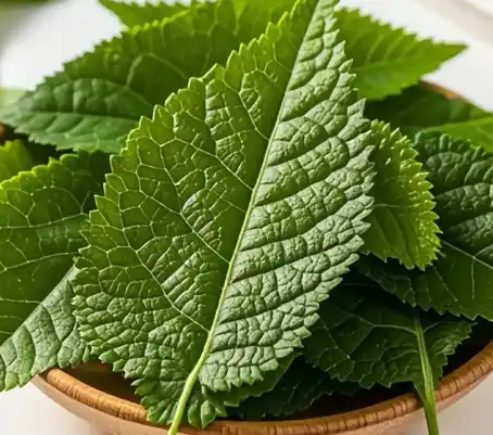 mulberry leaf mulberry leaf