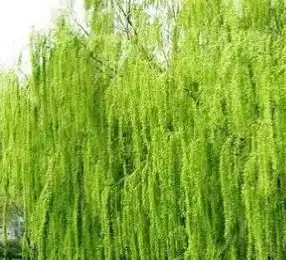 salix alba l. salix alba l.