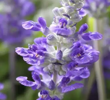 salvia sclarea l