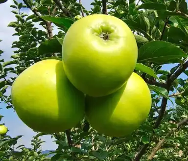 apple peel