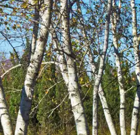 betula platyphylla suk. betula platyphylla suk.