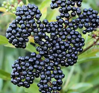 sambucus williamsii hance