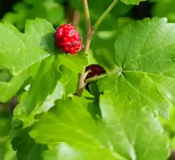 morus alba l