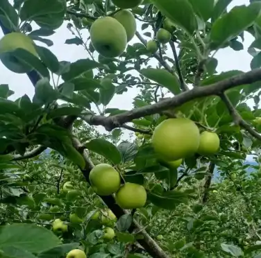 apple apple
