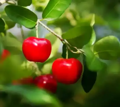 acerola cherry acerola cherry