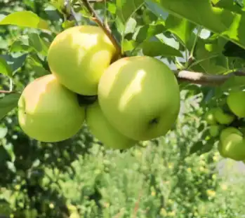 apple