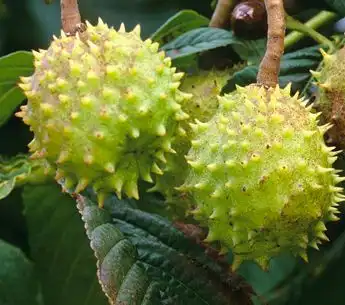 aesculus chinensis bge aesculus chinensis bge