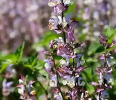 salvia sclarea l salvia sclarea l