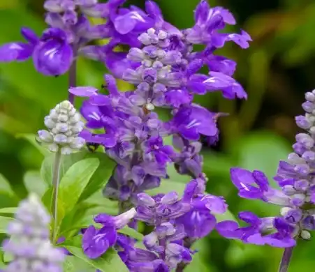 salvia sclarea l