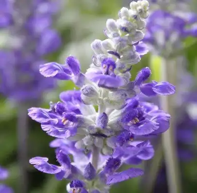 salvia sclarea l