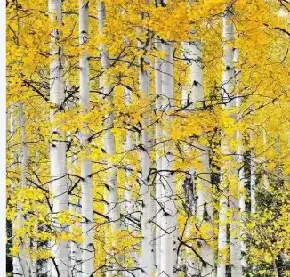 betula platyphylla suk