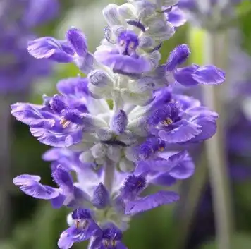 salvia sclarea l