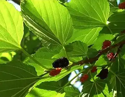 mulberry leaf mulberry leaf