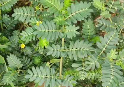 tribulus terrestris
