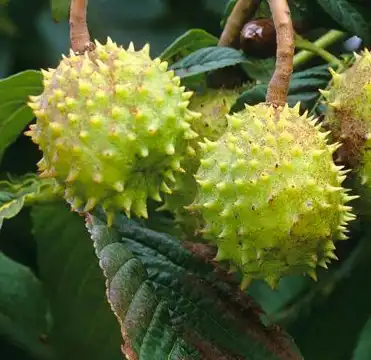 aesculus chinensis bge aesculus chinensis bge
