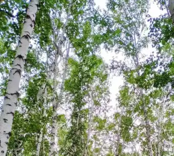 betula platyphylla suk. betula platyphylla suk.