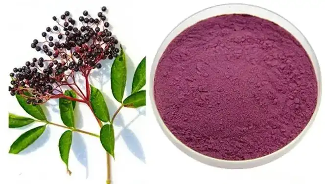 black elderberry extract powder
