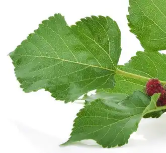 mulberry leaf 