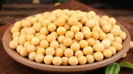 soybean