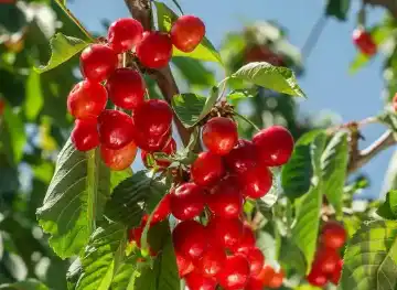 acerola cherry fruit