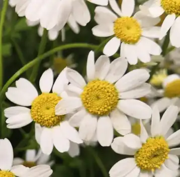 matricaria chamomilla l