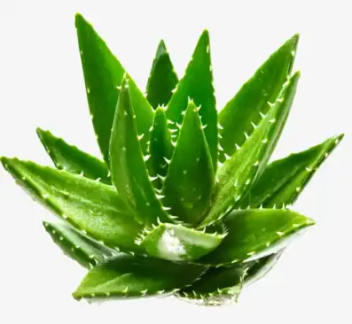  aloe barbadensis leaf