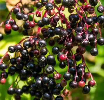 sambucus williamsii hance