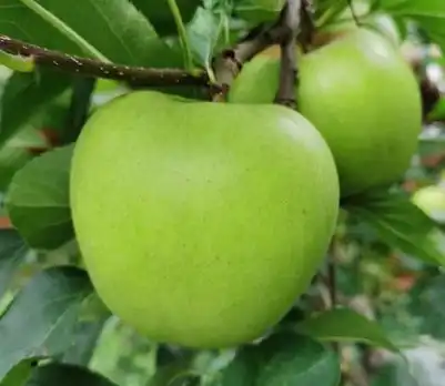 malus domestica
