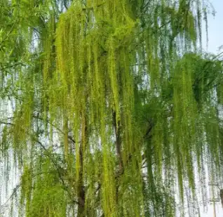 salix alba l.