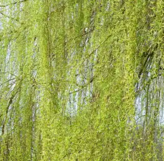 salix alba l.