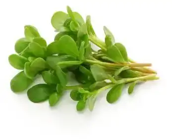 Bacopa monnieri (L.) Wettst