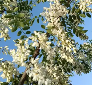 Sophora Japonica L