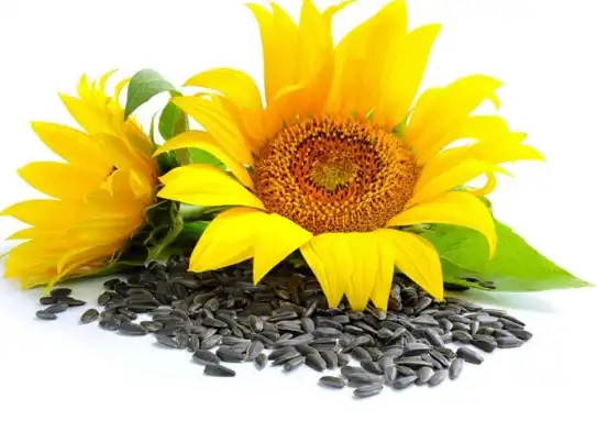 sunflower seed