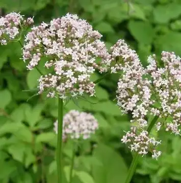Valeriana officinalis