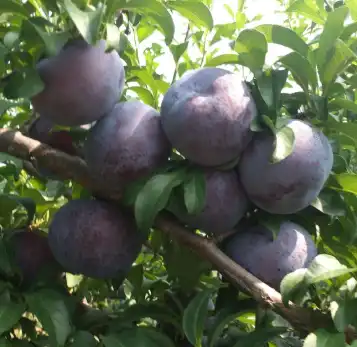Rosaceae