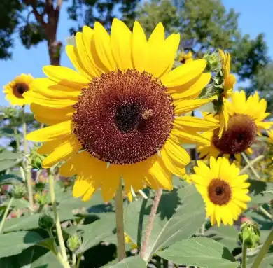 Helianthus annuus
