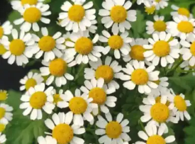 Matricaria chamomilla L