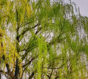 salix alba l.