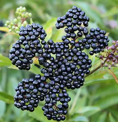 sambucus williamsii hance