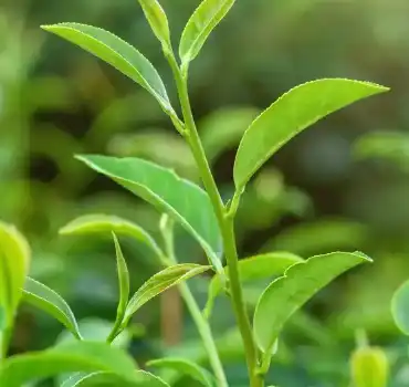 camellia sinensis