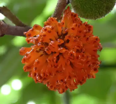 broussonetia broussonetia
