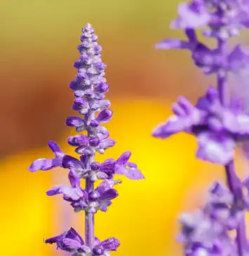 Salvia sclarea L Salvia sclarea L