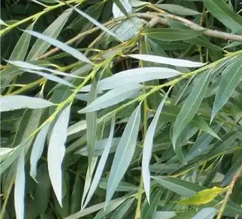 Salix alba L.
