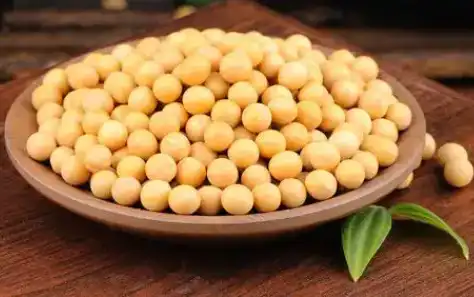 soybean