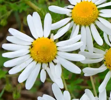 Matricaria chamomilla L Matricaria chamomilla L