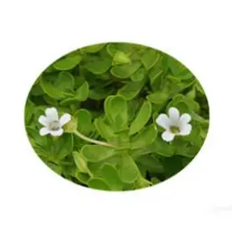 Bacopa monnieri (L.) Wettst