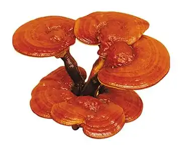 Ganoderma lucidum (Curtis) P. Karst