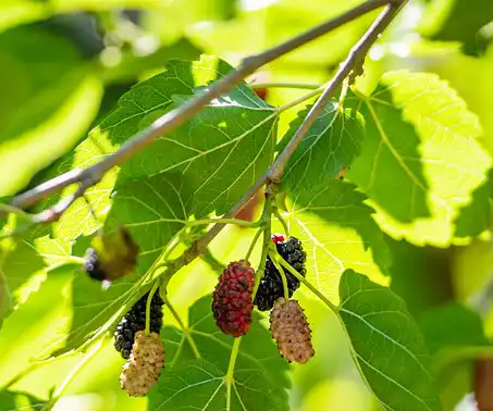 Morus alba L