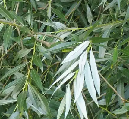 Salix alba L. Salix alba L.