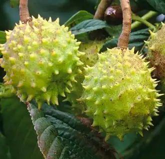 Aesculus chinensis Bge